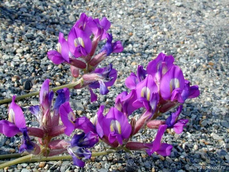 станотин вячеслав карымское забайкальский край. погода в карымской забайкальский край на 10. вокзал карымская забайкальский край. памятник сергей матыжонок. достопримечательности пгт карымское.