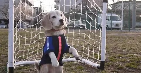 Собака облизала тарелки футболистов