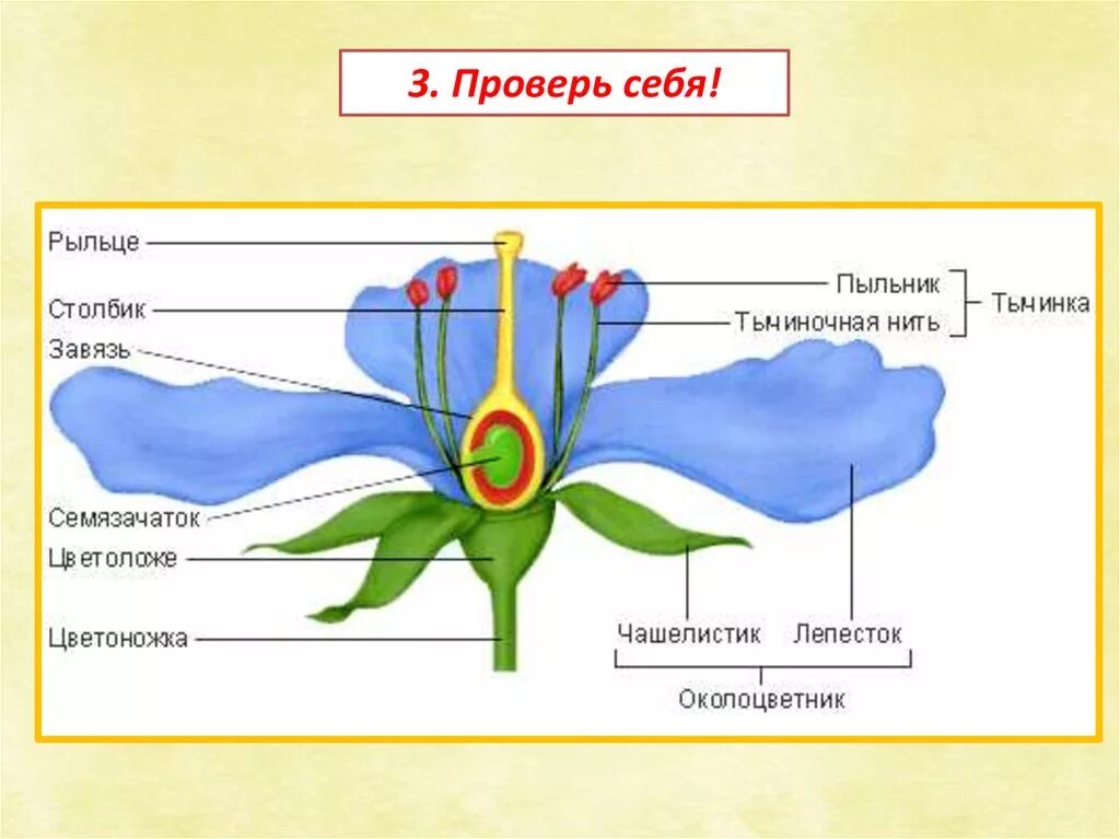 Завязь функция 6 класс. Пыльник и рыльце у цветка. Рыльце столбик и завязь. Строение цветка пыльник. Чашелистик пыльник завязь.