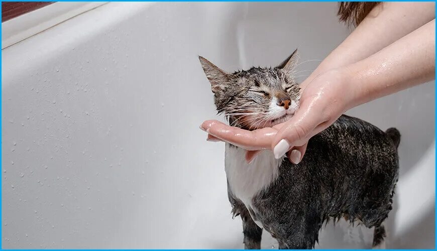 Котятам месяц можно купать. Мокрая кошка. Мокрая кошка-девочка. Девушка с мокрой кошкой. Мокрая кошка фото.