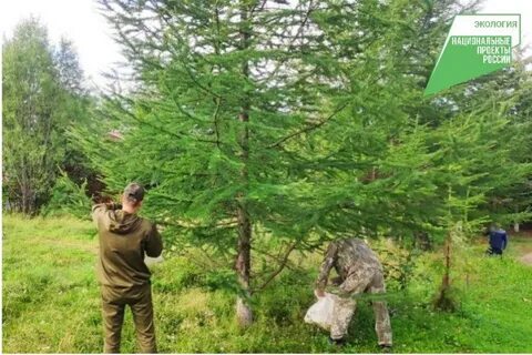 Краевое лесничество
