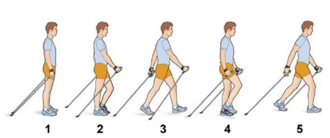 Как правильно шагать. Скандинавская ходьба с палками техника ходьбы. Правильная ходьба с палками для скандинавской ходьбы. Ходьба со скандинавскими палками методика. Техника хождения скандинавской ходьбой.
