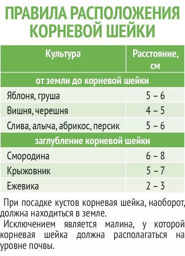 Какое расстояние между деревьями. Расстояние между плодовыми деревьями при посадке. расстояние между деревьями при посадке плодовых деревьев. посадка груш расстояние между деревьями. расстояние между саженцами плодовых деревьев при посадке таблица.
