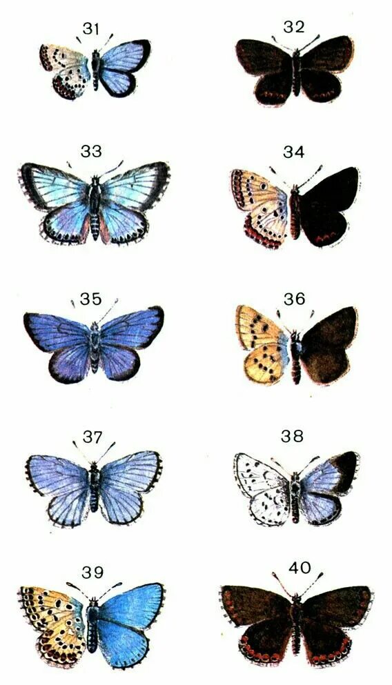 Какие имена бабочек. Бабочка голубянка Аргус. Определитель бабочек голубянок. Бабочка голубянка самец и самка.