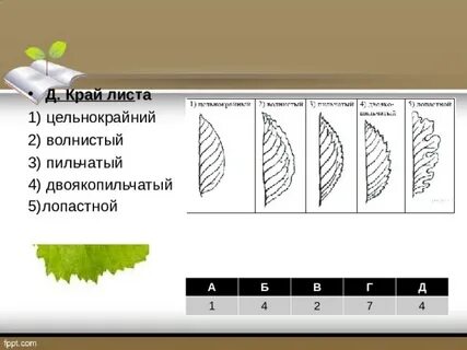 Тип края листа