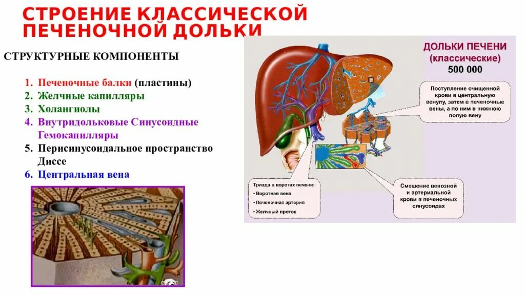 Печень классический. Долька печени анатомия. Центральная Вена печеночной дольки. Строение печеночной дольки. Строение классической дольки печени.