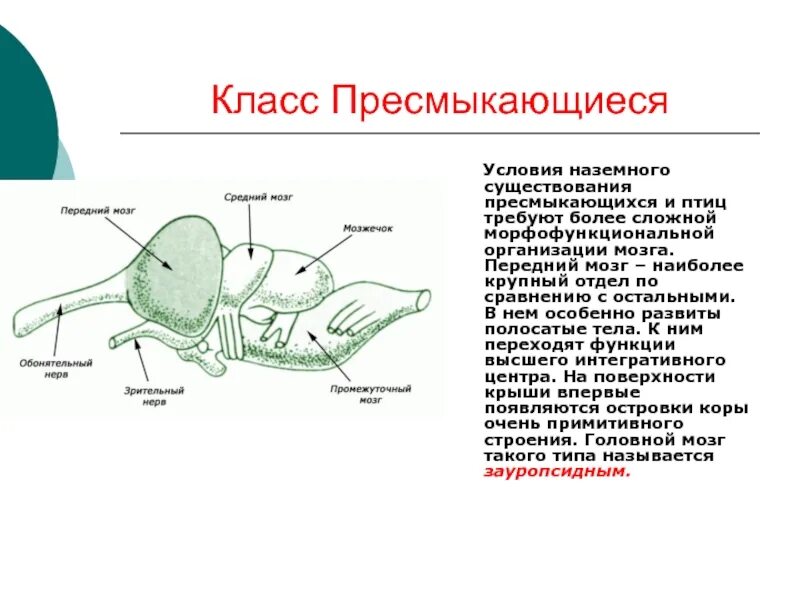 Филогенез мозга. Нервная система система пресмыкающихся. Функции переднего мозга у земноводных. Филогенез рептилий. Функции головного мозга пресмыкающихся.