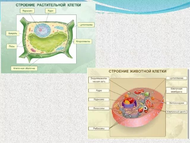 Структура растительной клетки 6 класс впр. Растительная и животная клетка. Строение животных и растительных клеток. Строение клетки растений и животных. Строение растительной клетки.