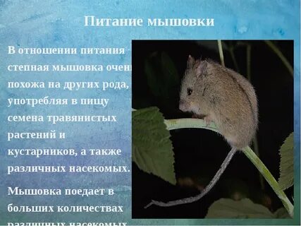 Краткое содержание мыши