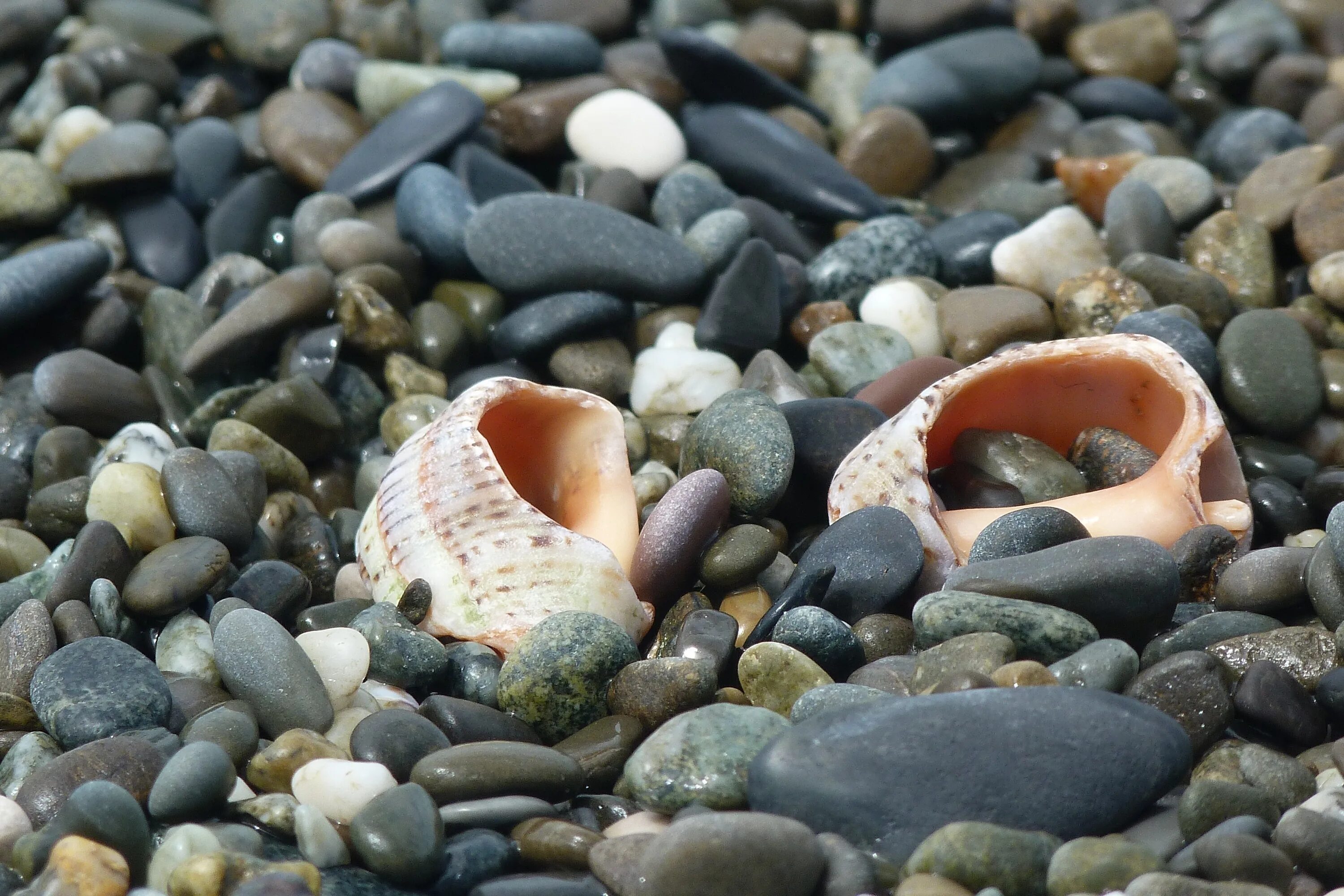 Ракушки и камушки. Пляж галька. Галька и ракушки. Море камушки. Загадочная раковина