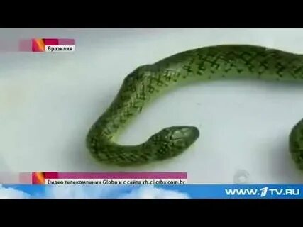 Змея умирает песня