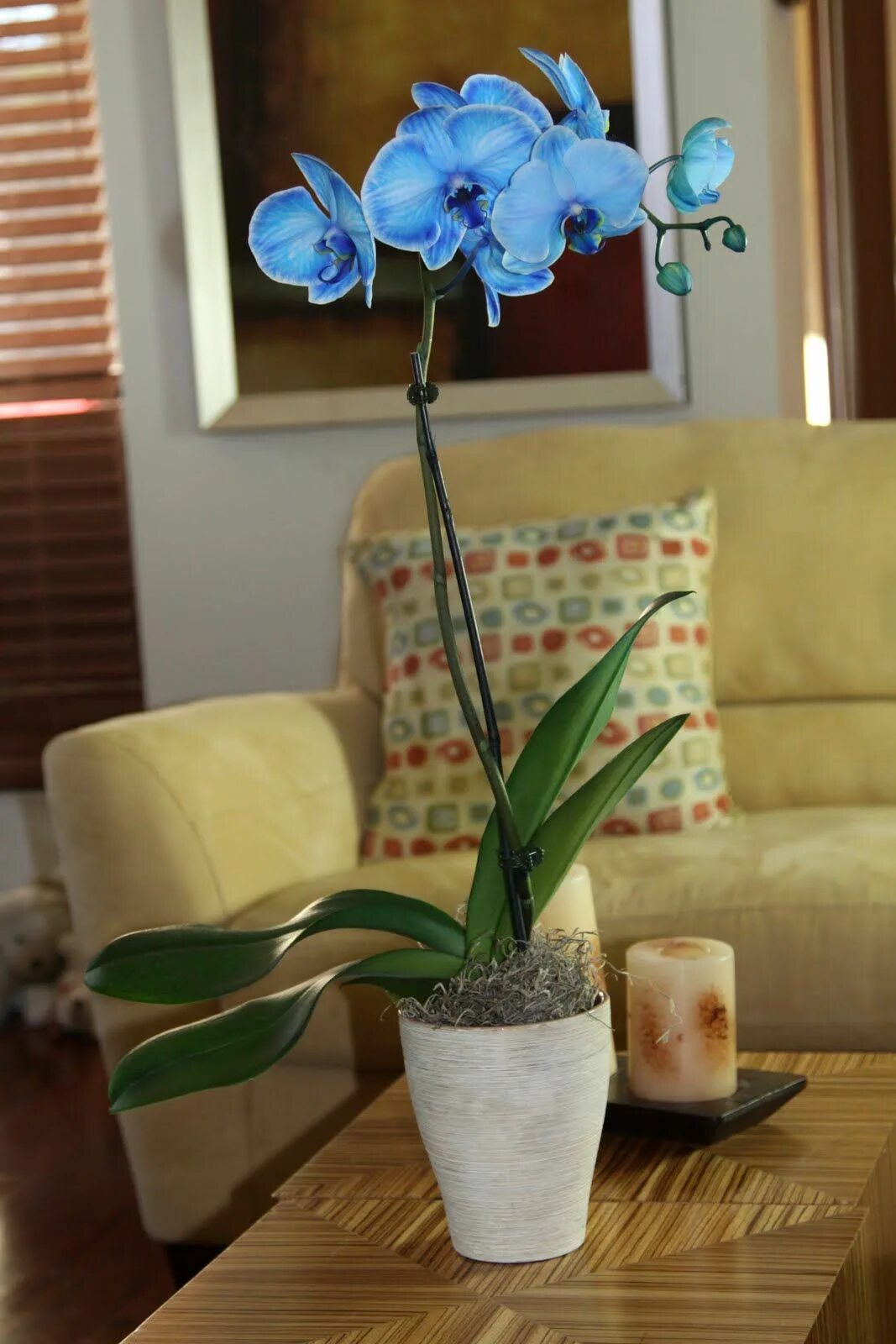 Орхидея фаленопсис голубая. Орхидея фаленопсис синяя. Фаленопсис синий. Фаленопсис голубой. Синяя орхидея в горшке