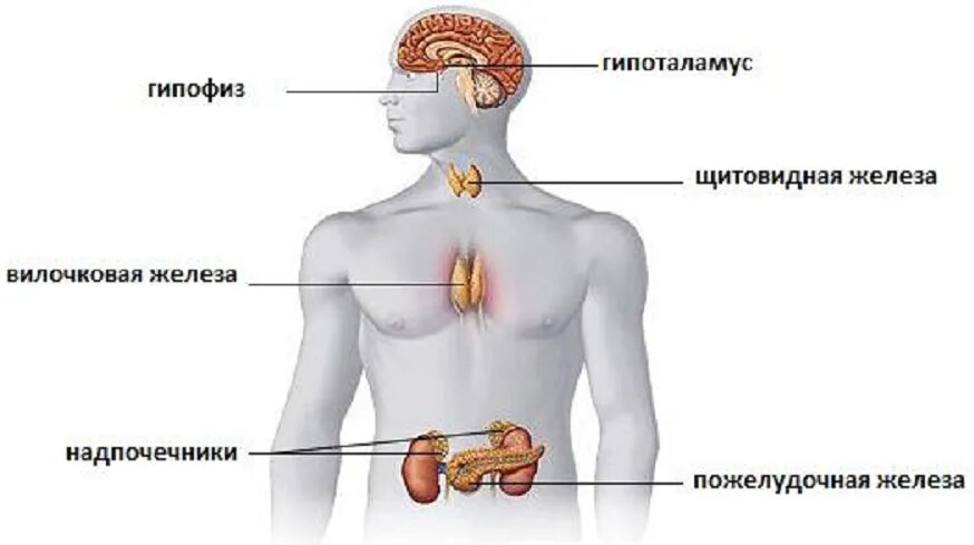 Гипоталамус гипофиз щитовидная железа схема. Функции эндокринная система железы внутренней секреции. Эндокринная система железы секреции. Физиология желез внутренней секреции физиология. Жвс это