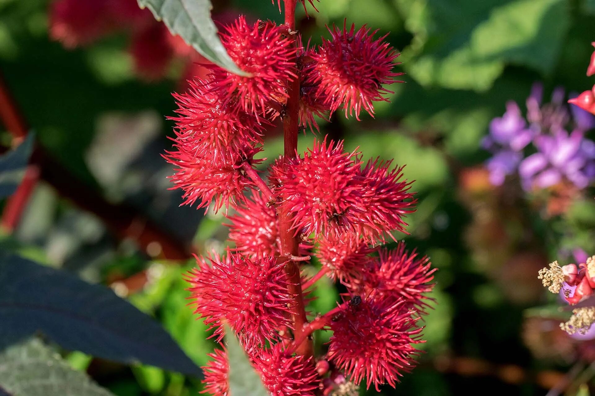 Многотычиночник красный. Цветок пилариус красный. Щерица растение. Red plant