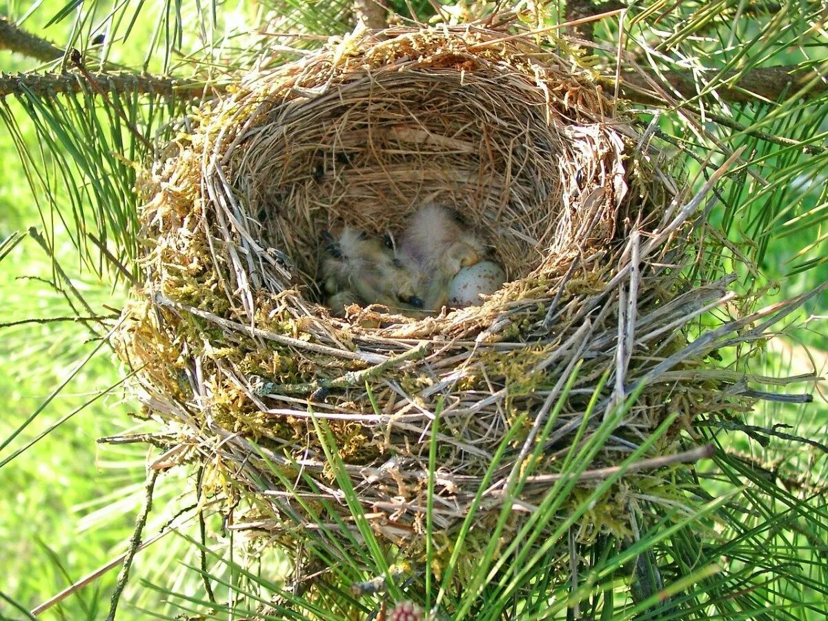 Гнезда птиц видео для детей. Гнездо Байя Уивер. Гнездо гнездиться гнездовье гнездовой. Гнездо вьюрка. Гнездо нест.