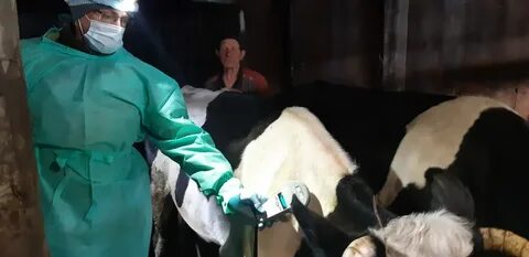 Туберкулинизация крс