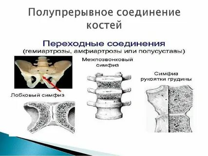 Полупрерывные соединения костей