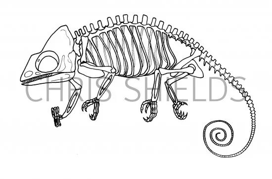 Строение хамелеона. Хамелеон Парсона скелет. Строение скелета хамелеона. Скелет ящерицы для срисовки. Рогатый хамелеон скелет.