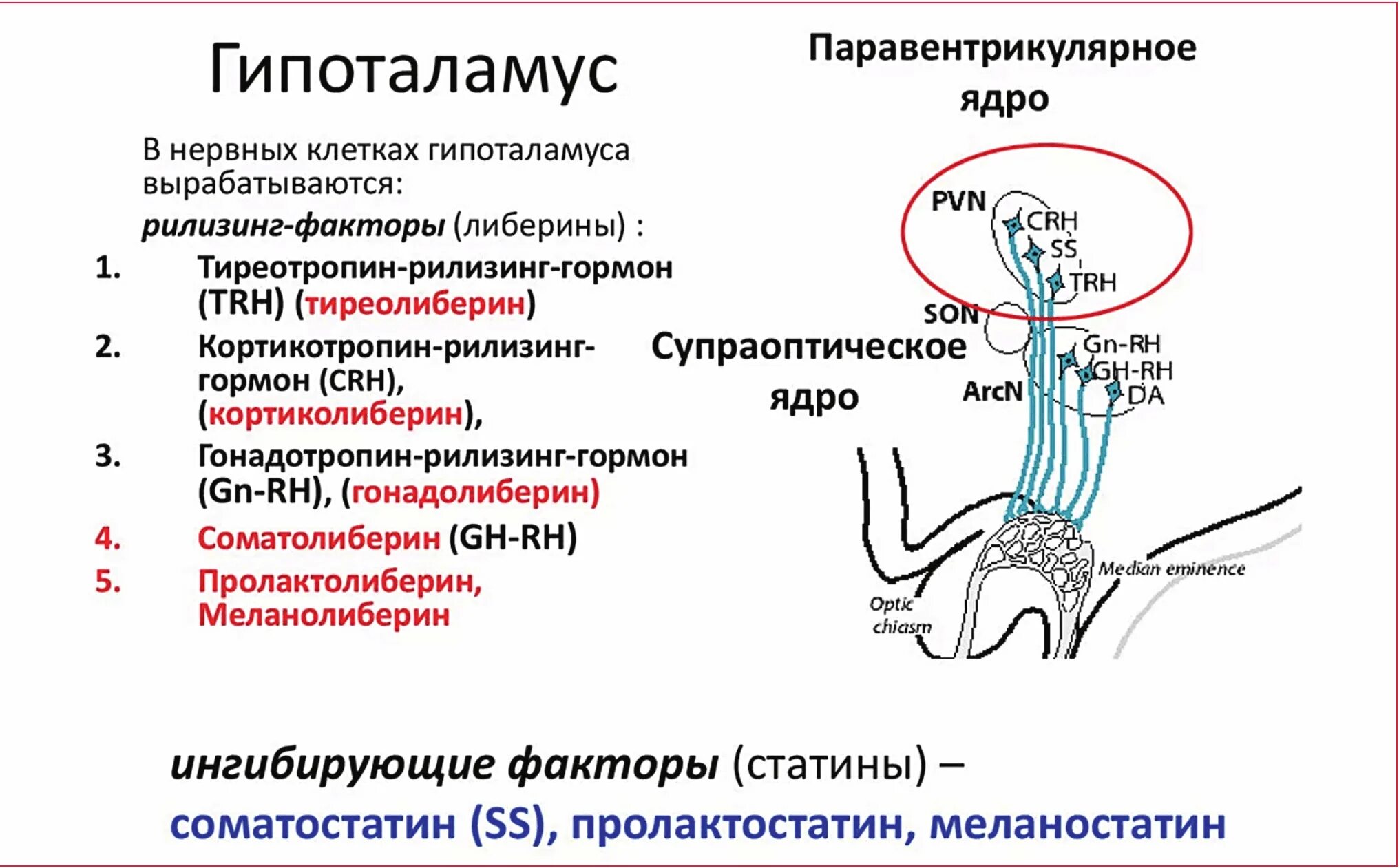 Введение тиреолиберина вызывает усиление секреции