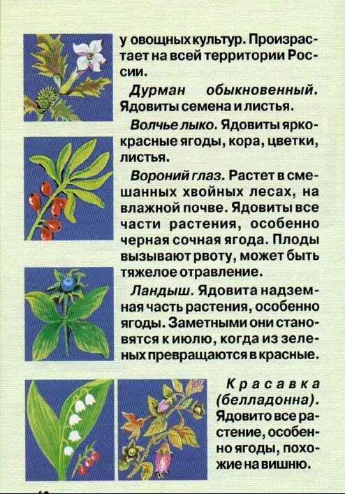 Атлас ядовитых растений. Атлас-определитель от земли до неба 3 класс ядовитые растения. Определитель ядовитых растений. Атлас определитель ядовитые растения. Атлас определитель ядовитые растения.