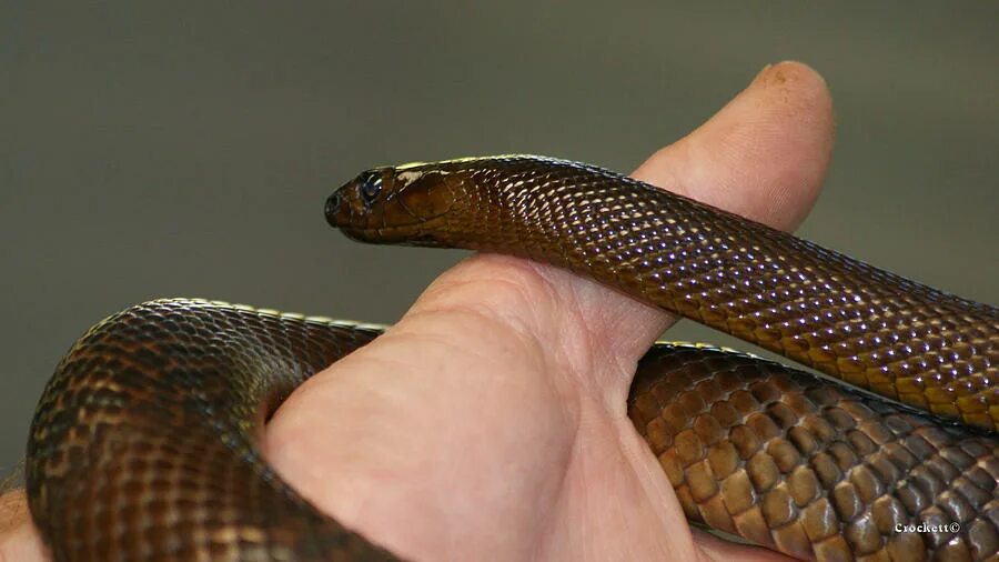 Тайпан маракеш ну. Inland Taipan Snake. Капский Тайпан. Тайпан фиолетовый. Тайпан - малыш.