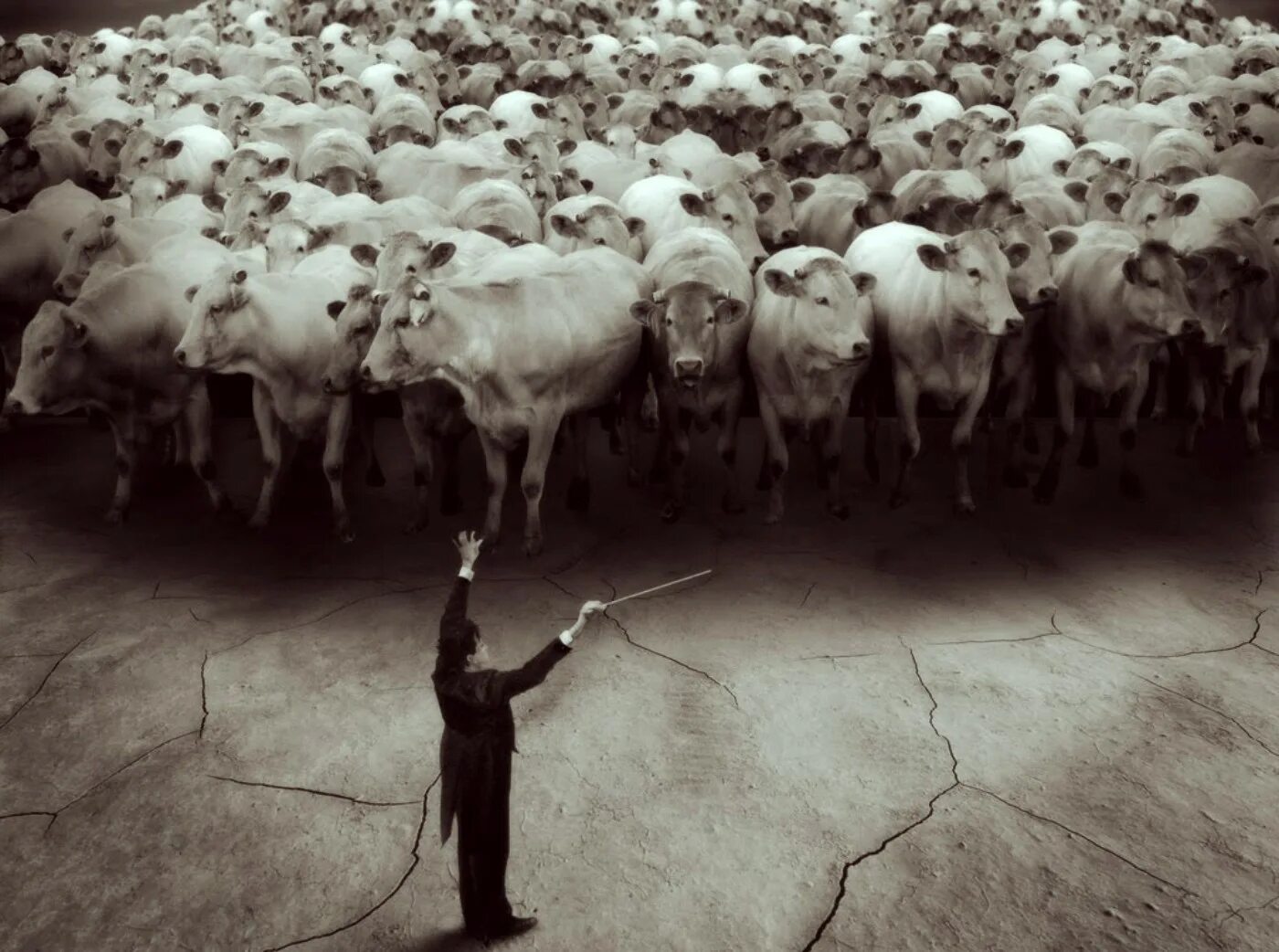 Высоцкий шагают бараны. Стадо людей. Загон для овец. Человек животное стадное. Толпа людей стадо.