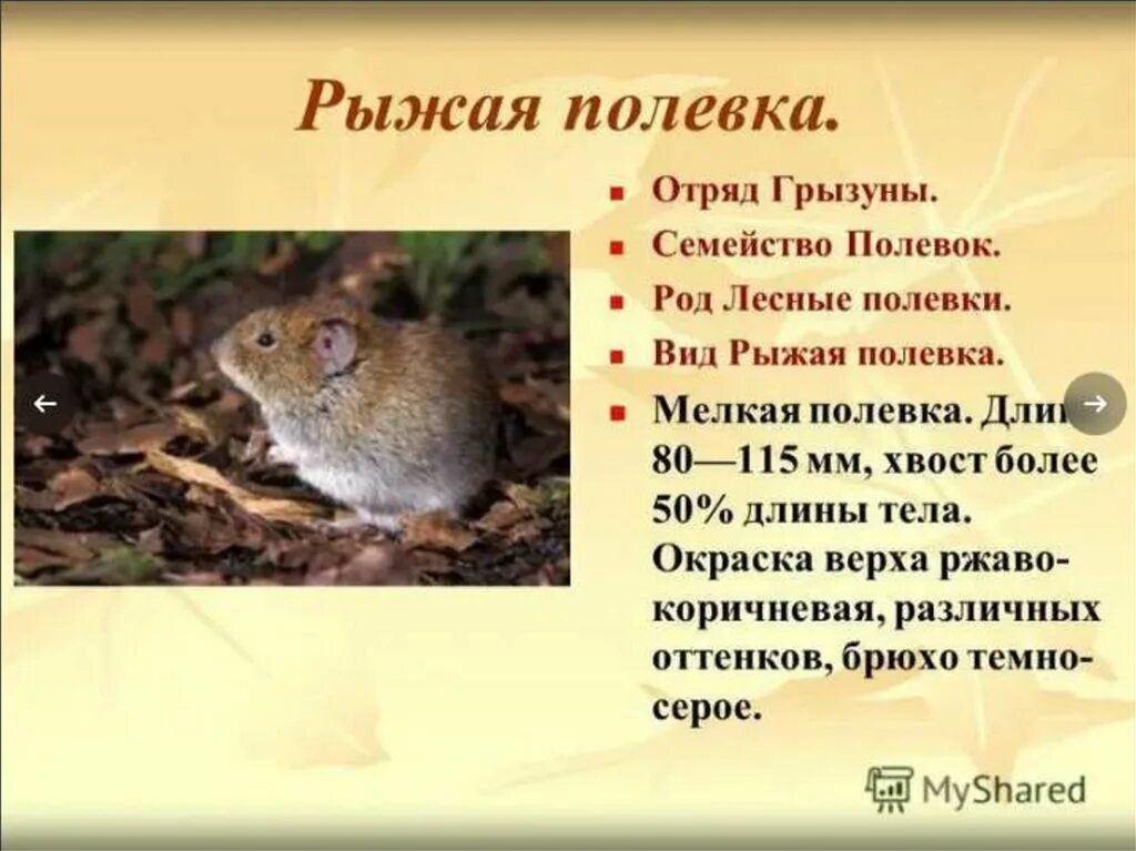 Мышь это зверь или нет. Рассказ о мыши полевки. рассказ о полевке. мышь полёвка описание. мышь полёвка сообщение 3 класс.