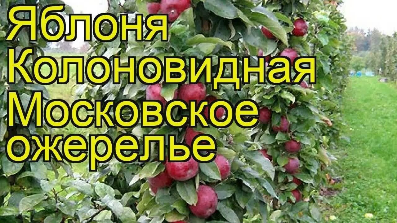 Яблоня колонновидная Московское ожерелье (Х-2), горшок С3, 1 шт, Лето 2023 (1002