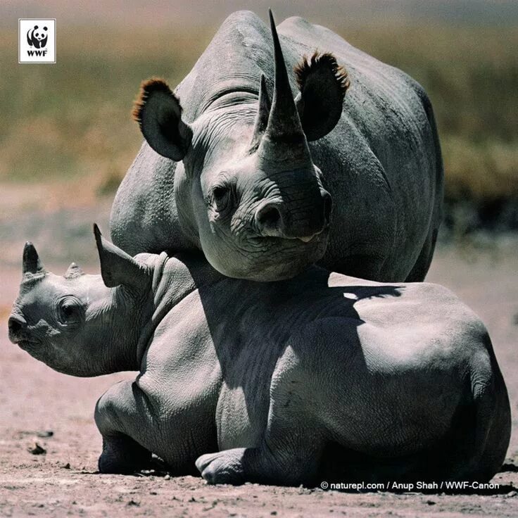 Северный белый носорог судан. Северный белый носорог 2021. Сколько носорогов на земле. Каркидон лого. Белый носорог вымер.