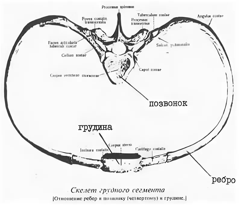 Костный сегмент. Грудной сегмент. грудная кость сегмент. полный костный сегмент у животных.