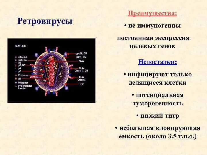 Ретровирусы. Ретровирусы строение. Ретровирусы заболевания. Ретровирусы строение генома.