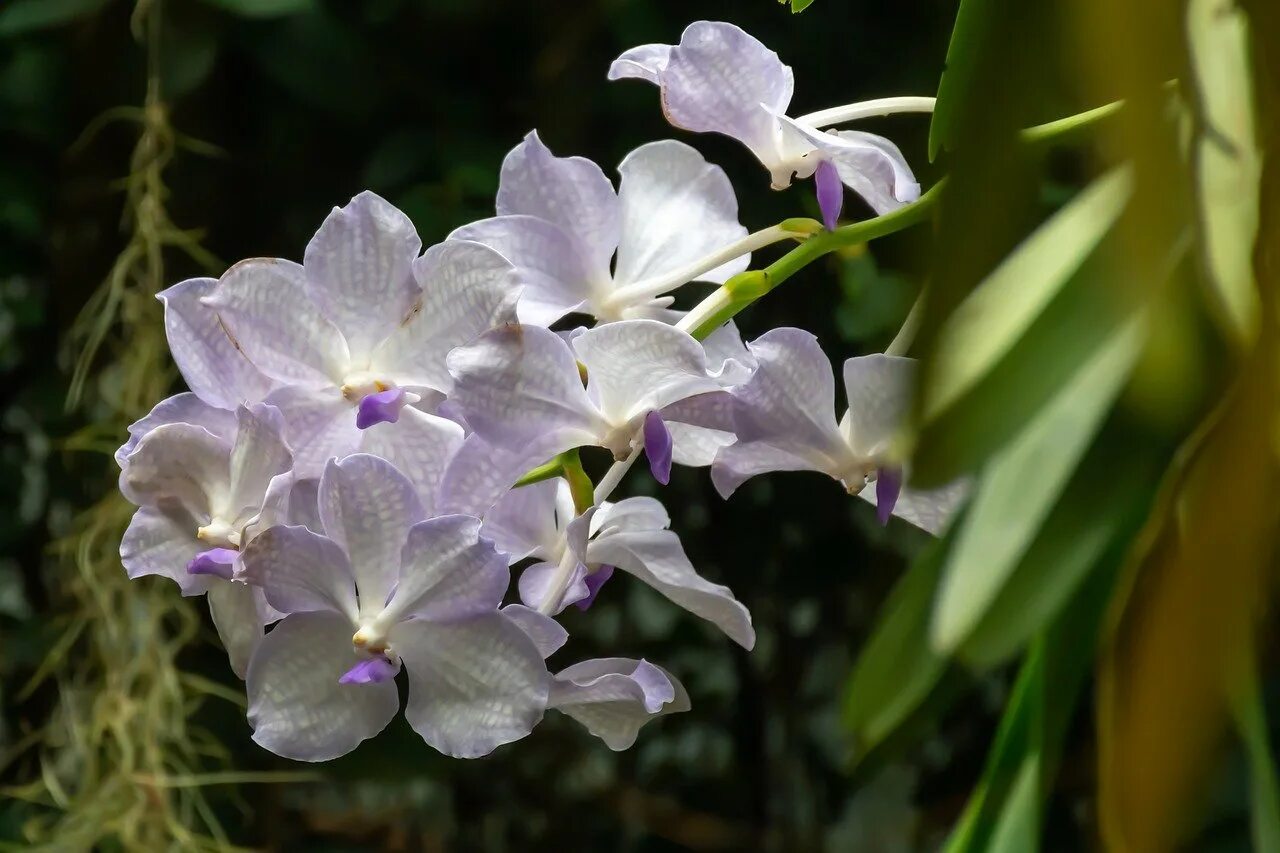 Орхидея ванда в дикой природе. Орхидея в тропическом лесу. Цимбидиум трейси. Орхидея эпифитная ванда. Орхидеи экваториальных лесов.