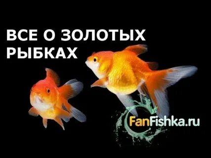 Нету рыбки золотой