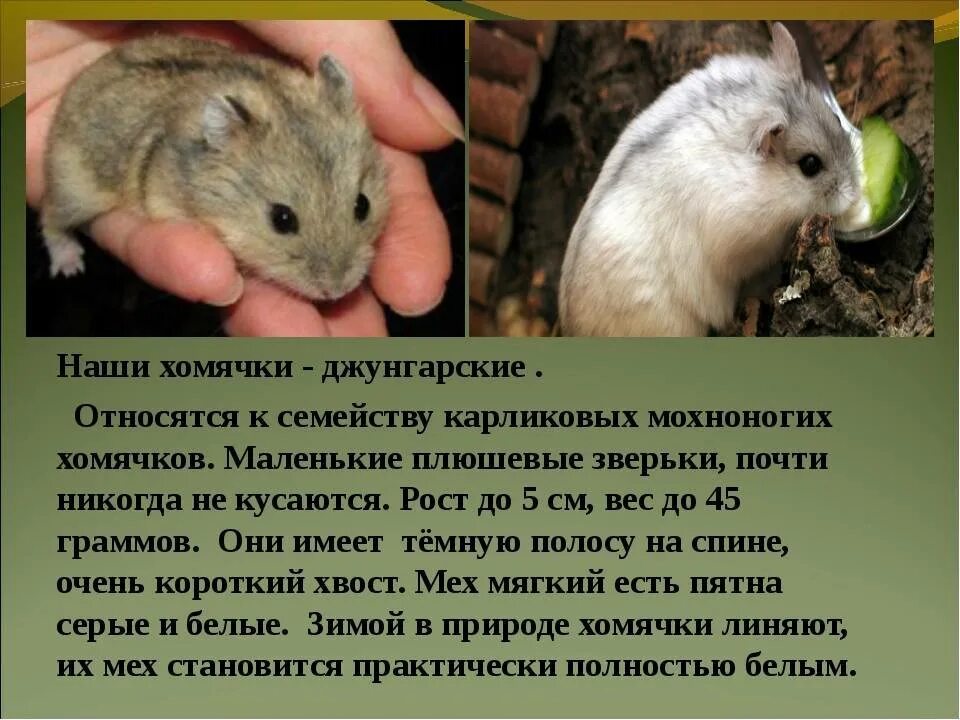 Рассказ хомяк джунгарский. Проект про джунгарского хомяка. Голубой джунгарский хомяк. Джунгарик описание. Джунгарик описание.