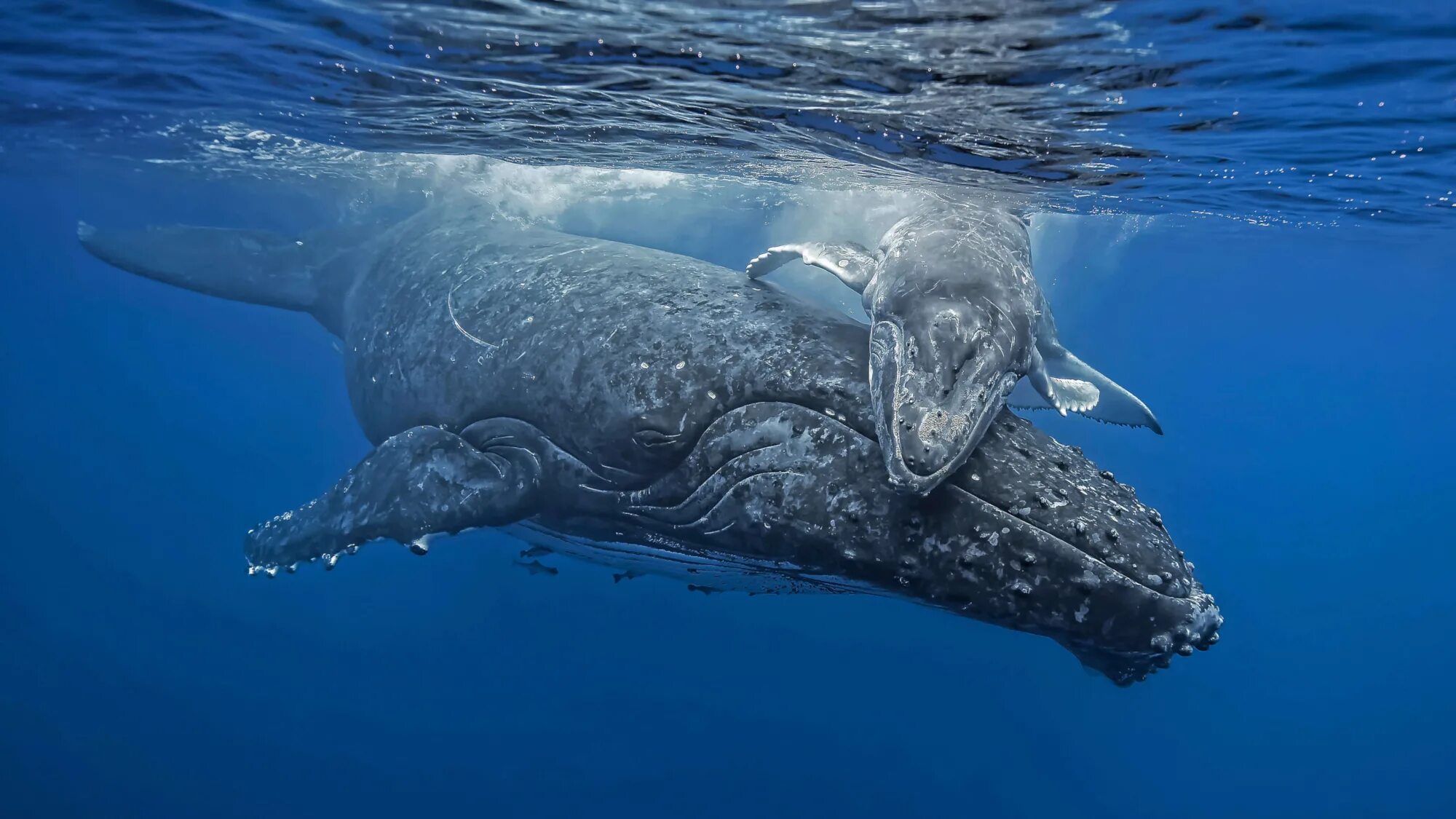 Много морских животных
