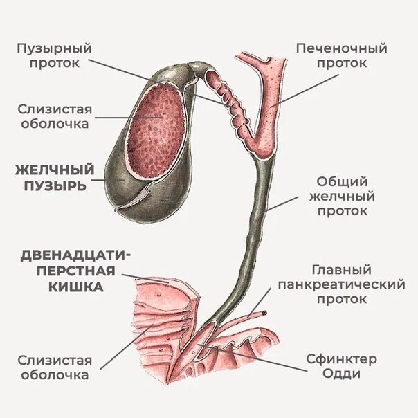 Очистка желчного пузыря