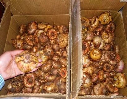Сколько сушить луковицы гладиолусов