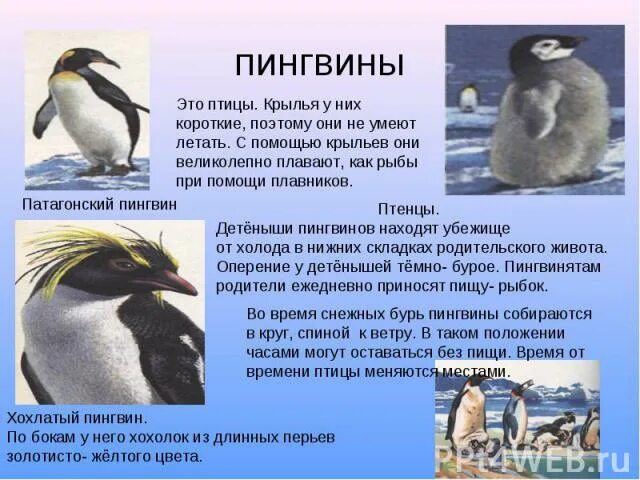 Тип развития субантарктического пингвина. Какой тип развития у пингвинов. пингвин умеет летать. короткие крылья помогают пингвинам. почему пингвины не летают.