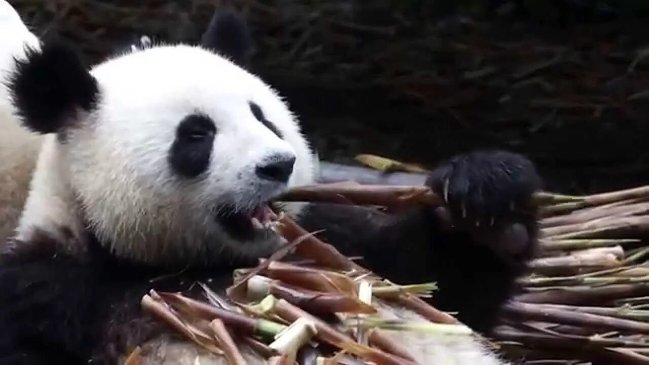 Большая панда что едят. Панда ест. Большая Панда. Панда ест бамбук. Медведь Панда.