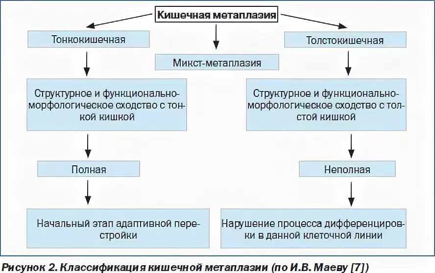 Полная метаплазия желудка. Тонкокишечная метаплазия гистология. Метаплазия желудка гистология. Метаплазия эпителия желудка. Неполная кишечная метаплазия желудка гистология.