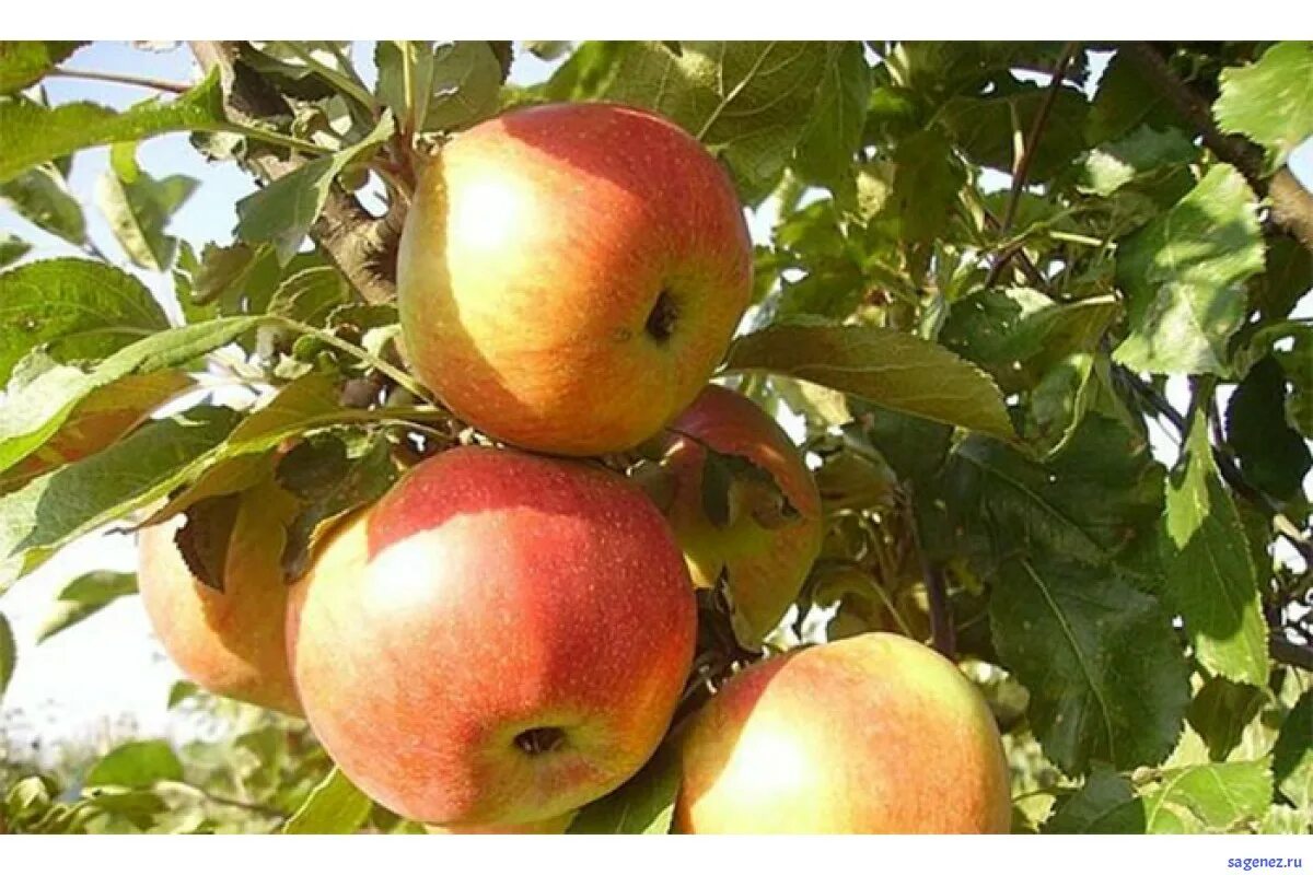 Яблоня имант. Яблоня поспех. Яблоки олеся сорт. Сорт яблони талисман. Сорт яблони алеся.