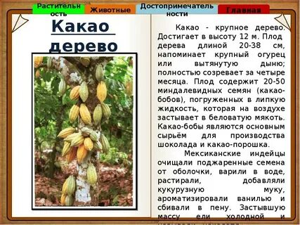 Дерево какао не очень высокое