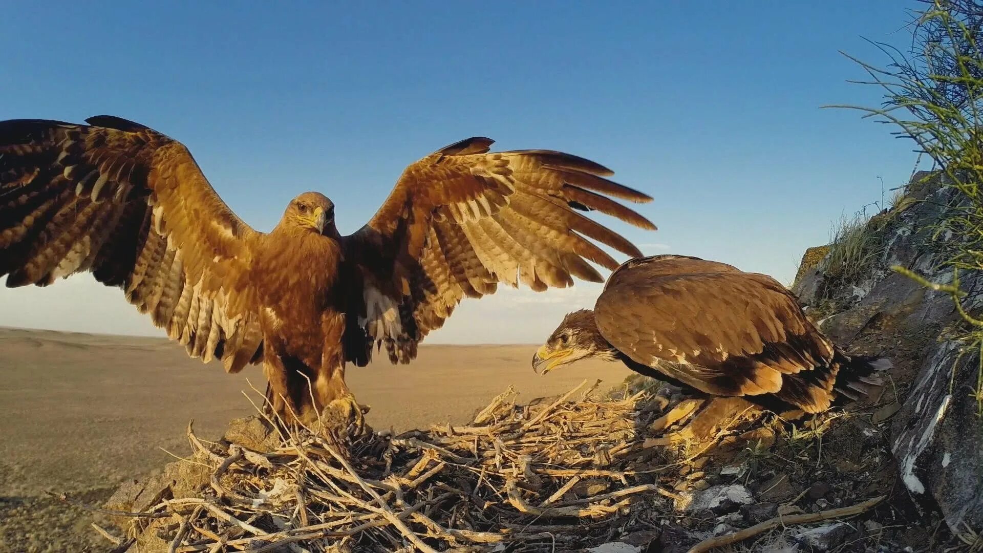 Орел в степи. Птицы калмыкии степной орел. Степной орел крыма. Степной орел. Степной орёл в полупустынях.