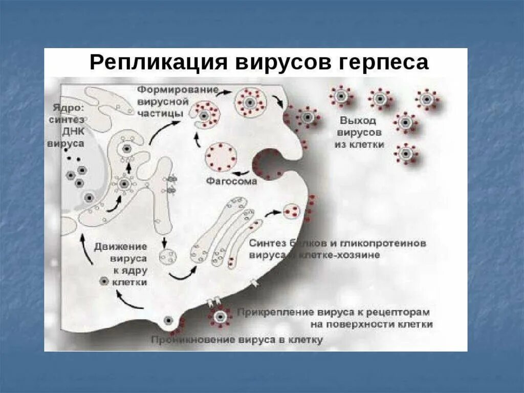 Вирус простого вируса 1 2. Жизненный цикл вируса простого герпеса. цикл репродукции вируса герпеса. схема жизненного цикла вирусов на примере вируса герпеса. этапы репродукции вируса герпеса схема.