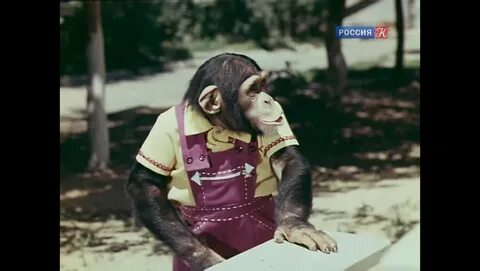 Приключения дони и микки