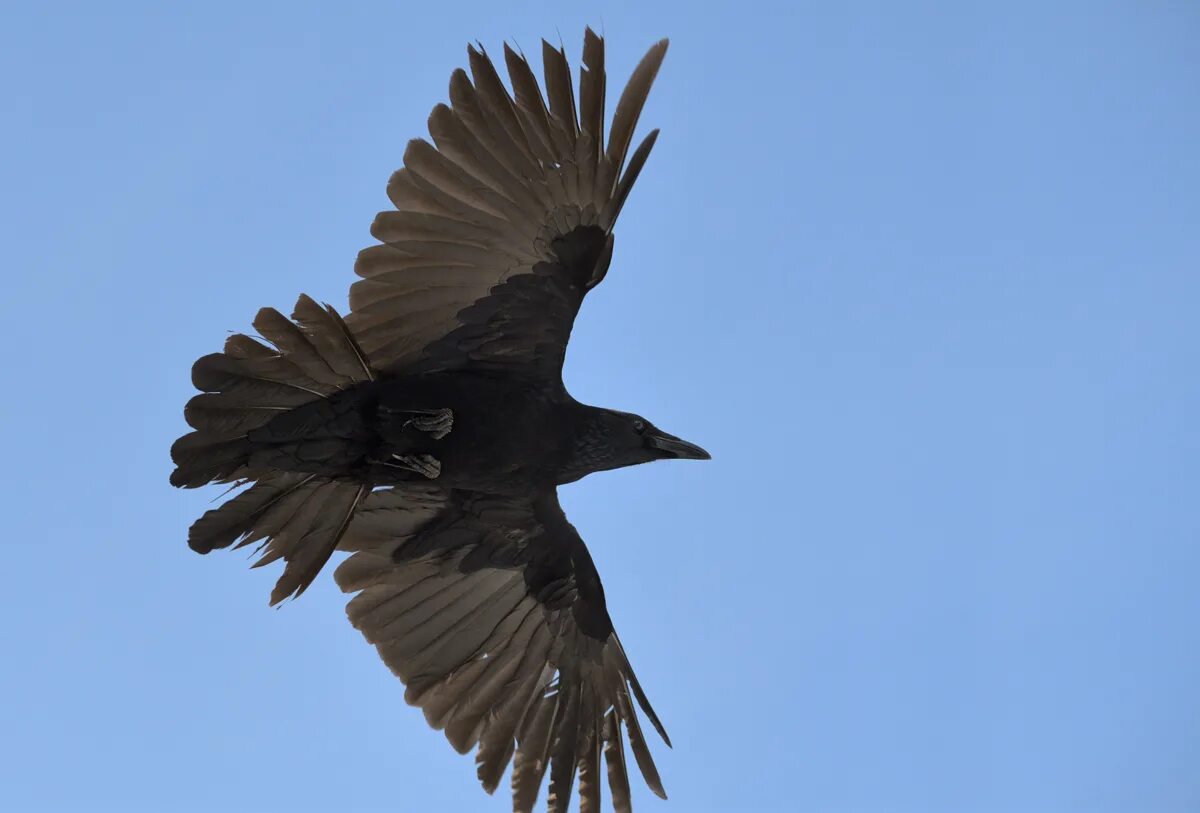 Карга казахстанский. Грач-чар. Корвус карга. Corvus cornix птица. Карга ворона.