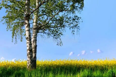 Две березы судьба одна