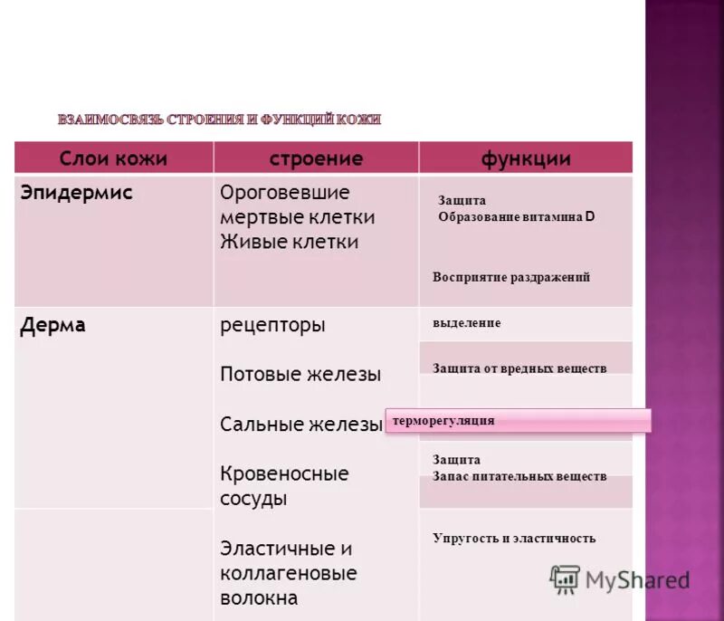 строение кожи гиподерма. строение кожи слои. ороговевшие мертвые клетки функции. ростковый слой эпидермиса. ороговевшие мертвые клетки функции.
