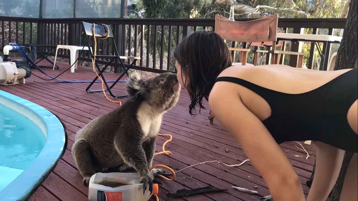 Девушка с коалой. Коала девочка. Коала с человеком. Коала видео смешное. Алекс коал