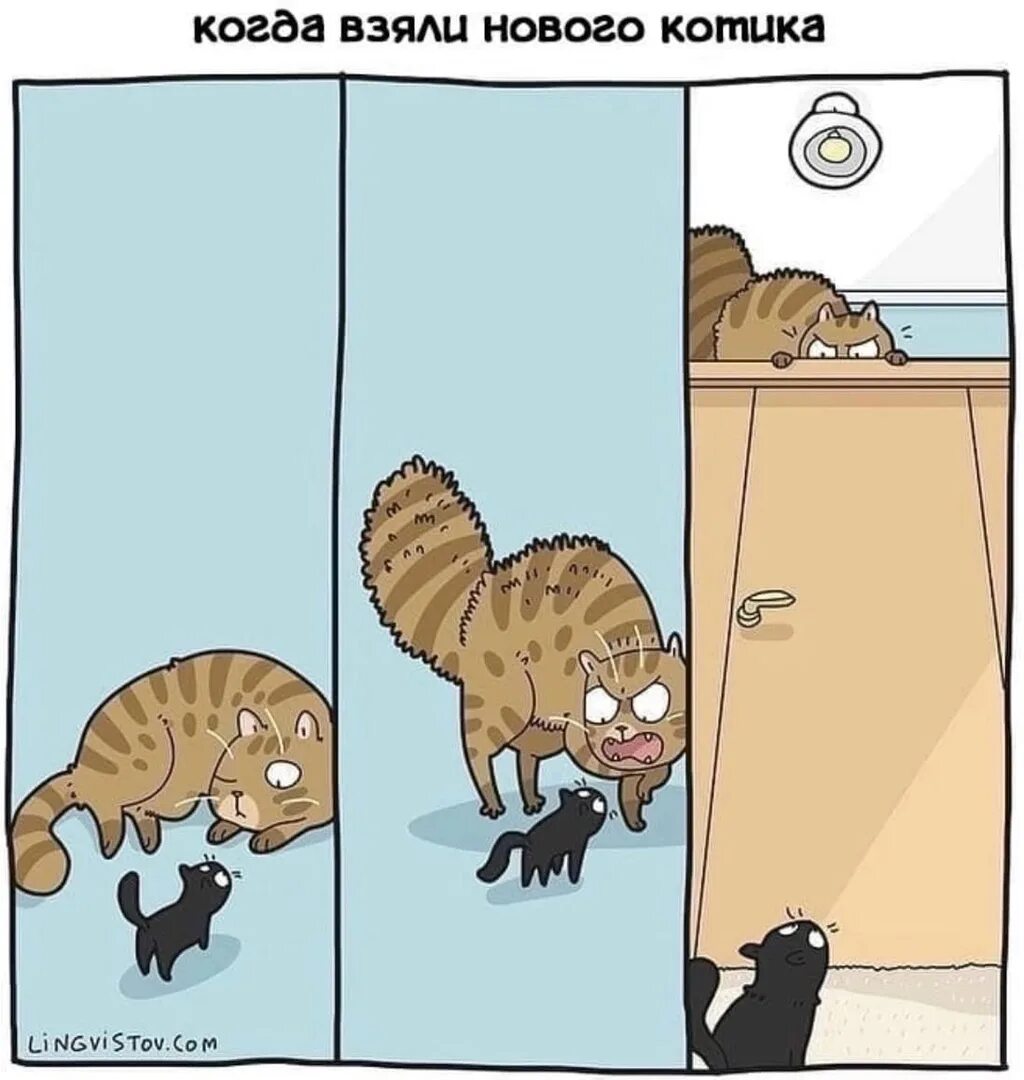 Включи следующего кота